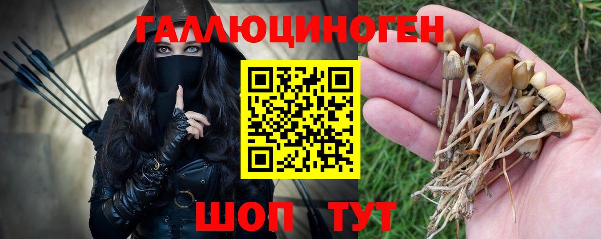 Галлюциногенные грибы Psilocybe  Вход с VPN  закладки  Дмитров 